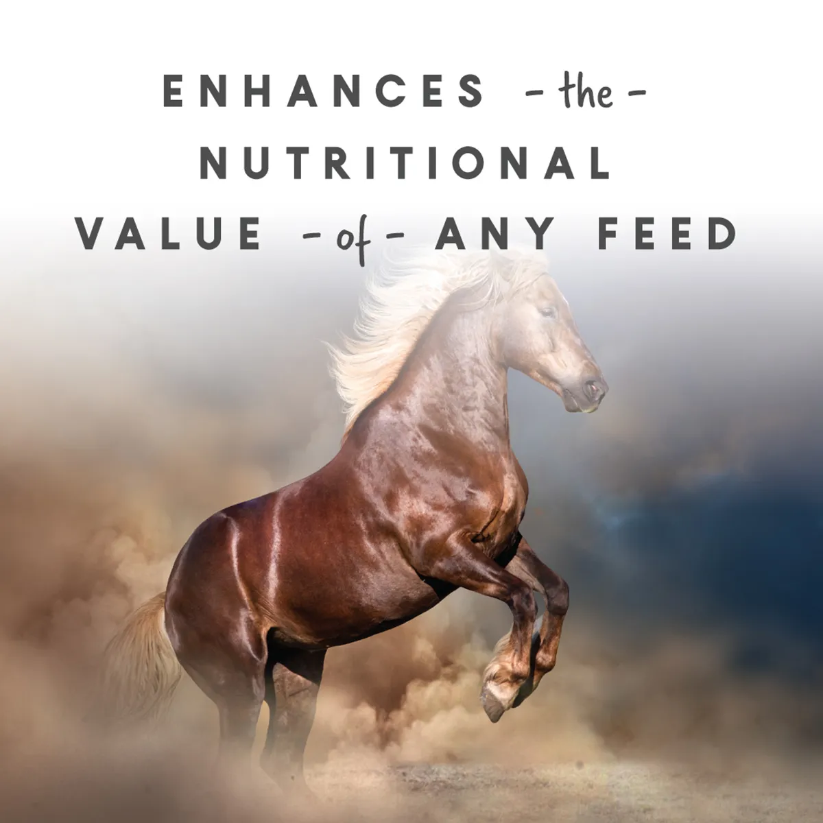 Sho-Glo Complete Vitamin + Mineral Horse Supplement 7 Sho-Glo Complete Vitamin + Mineral Horse Supplement - Image 5