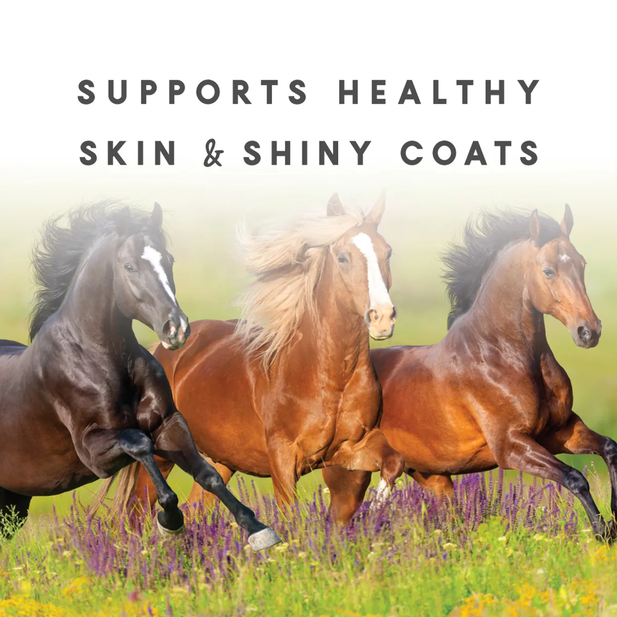 Sho-Glo Complete Vitamin + Mineral Horse Supplement 8 Sho-Glo Complete Vitamin + Mineral Horse Supplement - Image 6