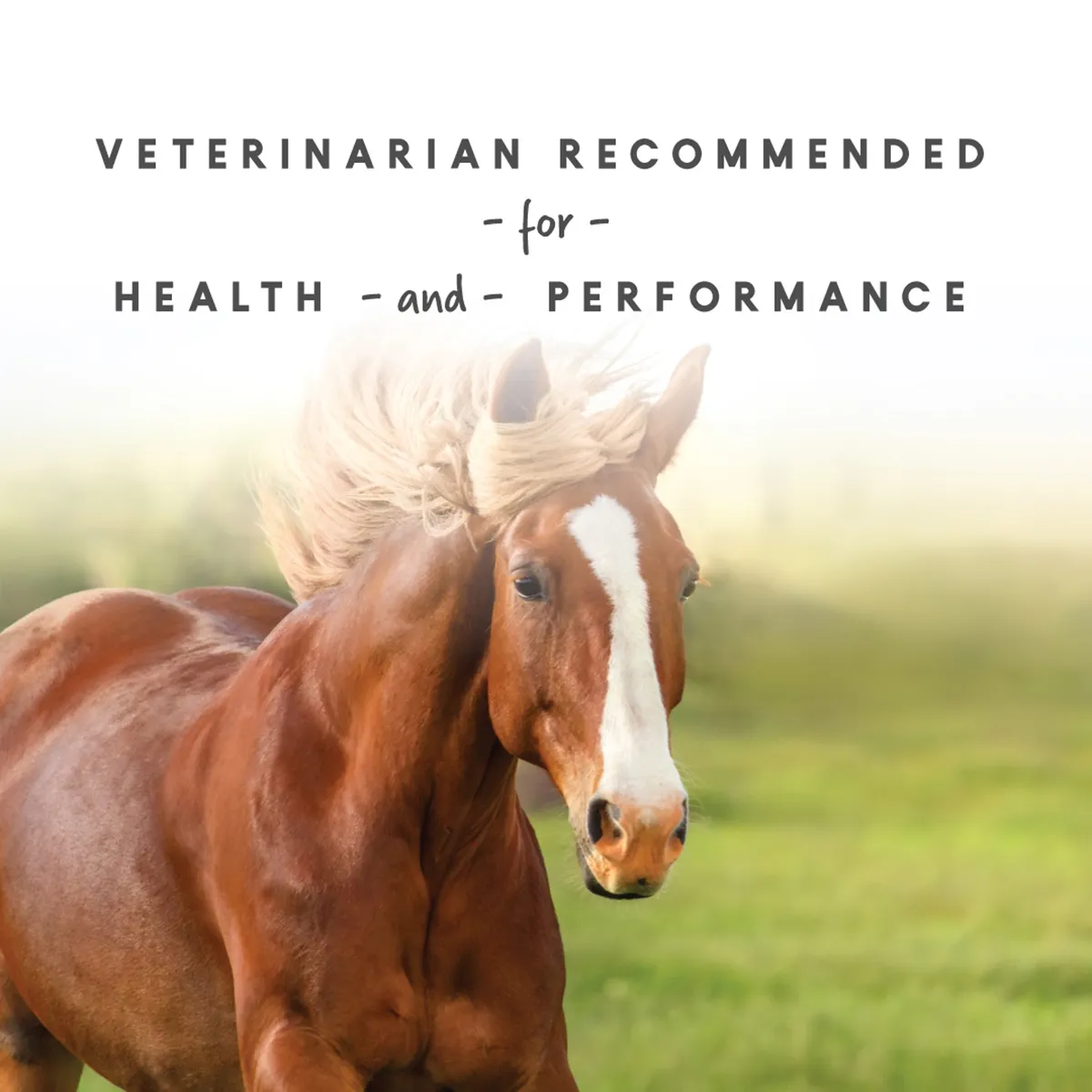 Sho-Glo Complete Vitamin + Mineral Horse Supplement 10 Sho-Glo Complete Vitamin + Mineral Horse Supplement - Image 8