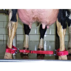 Cow Cufflinks -Poultry Supply Store 12639 3