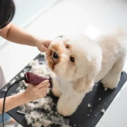 Andis UltraEdge AGC Super 2-Speed Clipper -Poultry Supply Store 12866 7