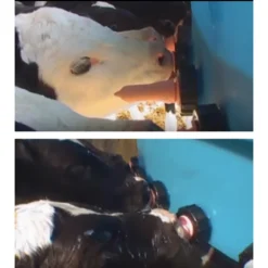 Stallion Calf Feeder -Poultry Supply Store 13365 2