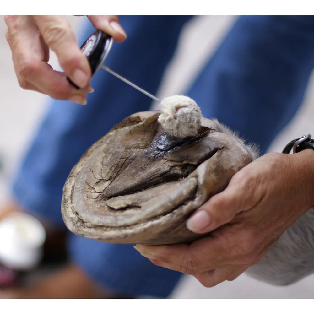 Sav-A-Hoof Protectant For Horses 4 Sav-A-Hoof Protectant For Horses - Image 2