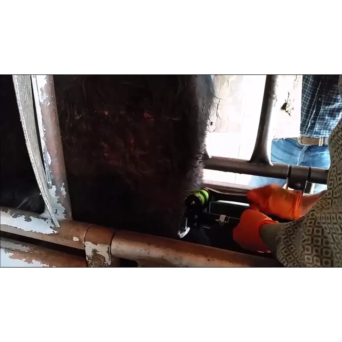 Callicrate Pro Bander Bloodless Castrator With Cutter 7 Callicrate Pro Bander Bloodless Castrator With Cutter - Image 5