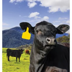 Y-Tex Blank Cow Y-Tag Ear Tags -Poultry Supply Store 17476 3