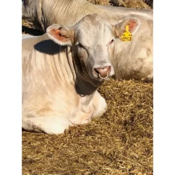 Y-Tex Blank Cow Y-Tag Ear Tags -Poultry Supply Store 17476 4