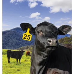 Y-Tex Numbered Cow Y-Tag Ear Tags -Poultry Supply Store 17478 3
