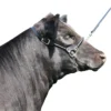 Rolled Nose Leather Show Cow Halter 1 Rolled Nose Leather Show Cow Halter -Poultry Supply Store 17534