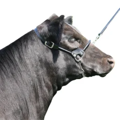 Rolled Nose Leather Show Cow Halter