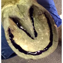 Sav-A-Hoof Gel II For Horses -Poultry Supply Store 20145 4