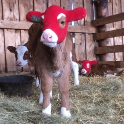 Kalf Kozie -Poultry Supply Store 20386 3