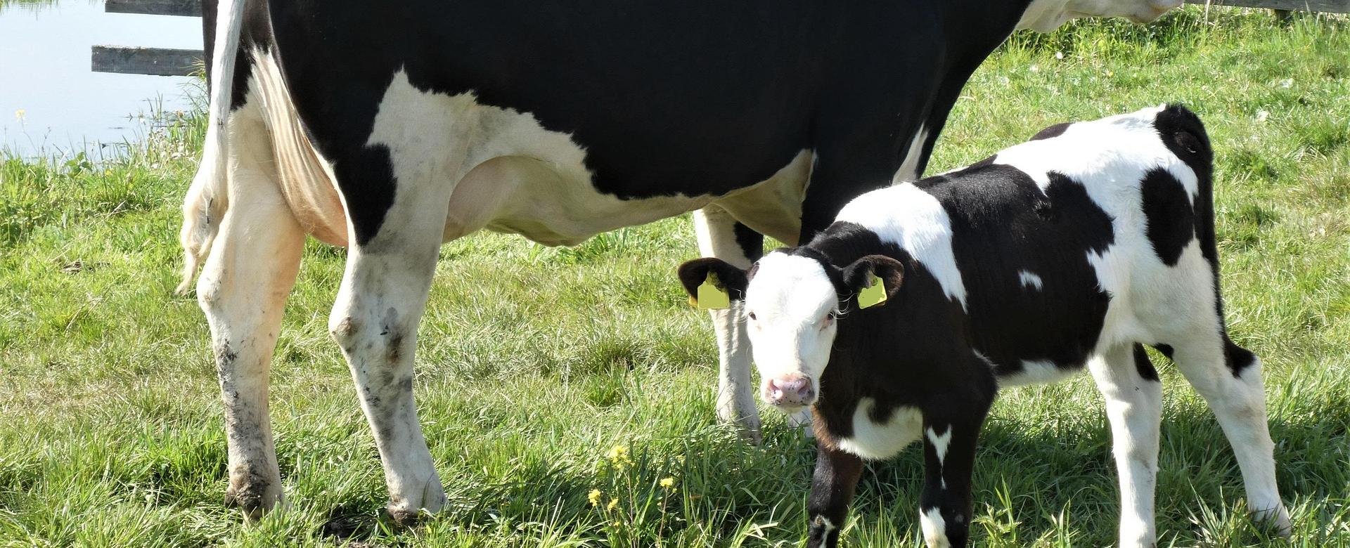 Poultry Supply Store 1 Poultry Supply Store -Poultry Supply Store calf 5047986 1920