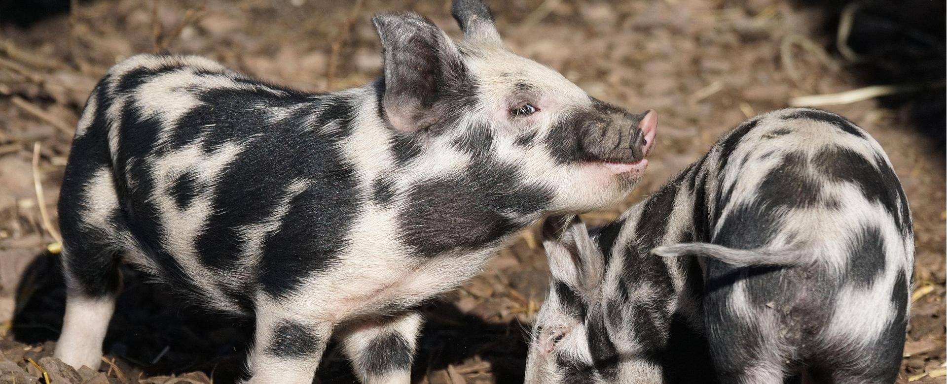 Poultry Supply Store 14 Poultry Supply Store -Poultry Supply Store pig 1160978 1920